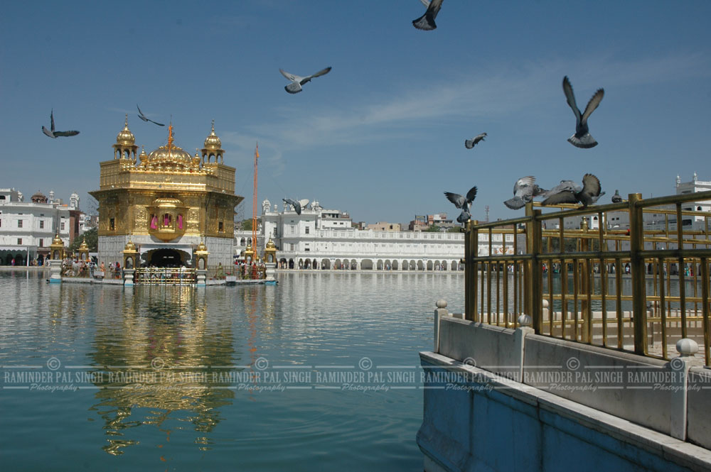 Pigeons at Golden Temple in morning