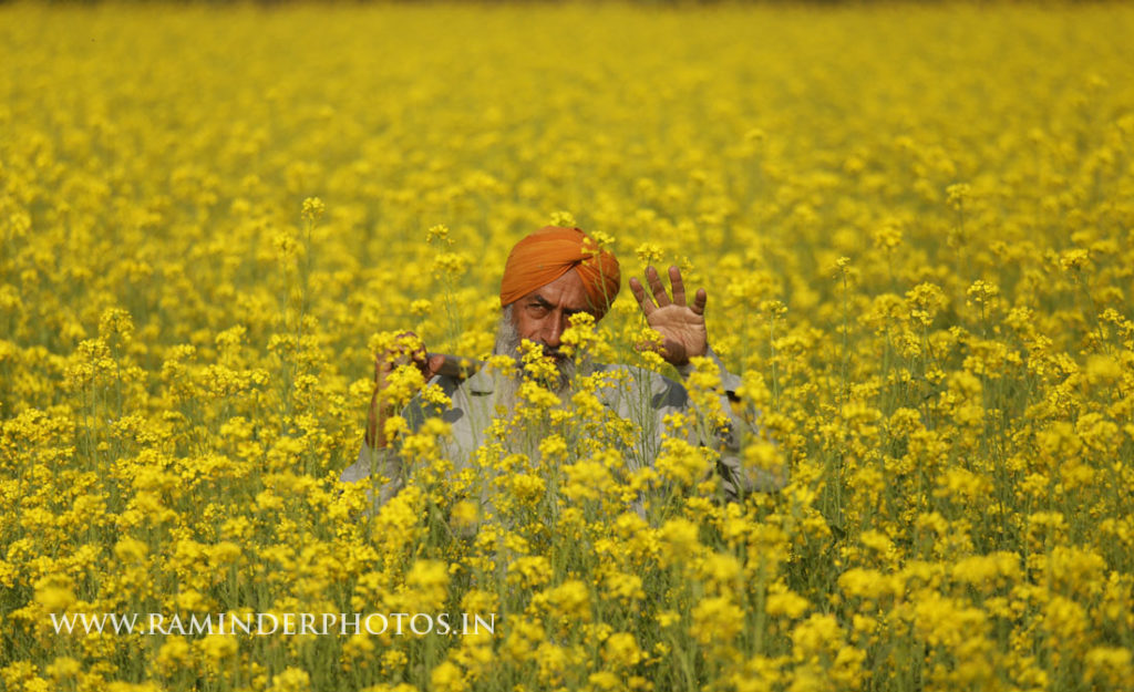 A farmer in mustard farm in Punjab sarson ke phool