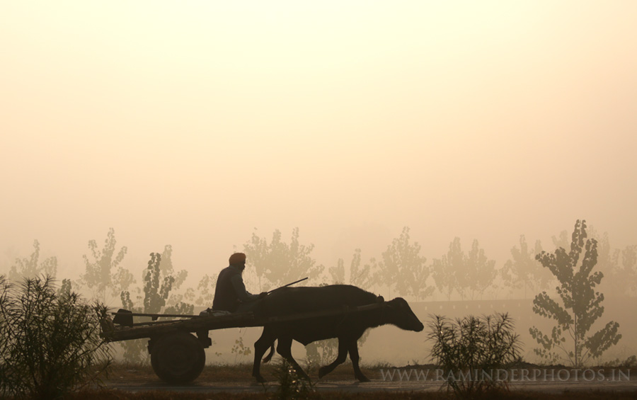 village rural life of Punjab Foggy morning in Punjab village