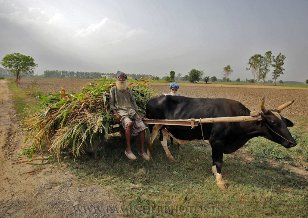 rural life in Punjab morning bullock cart fodder and farmers in Punjab village