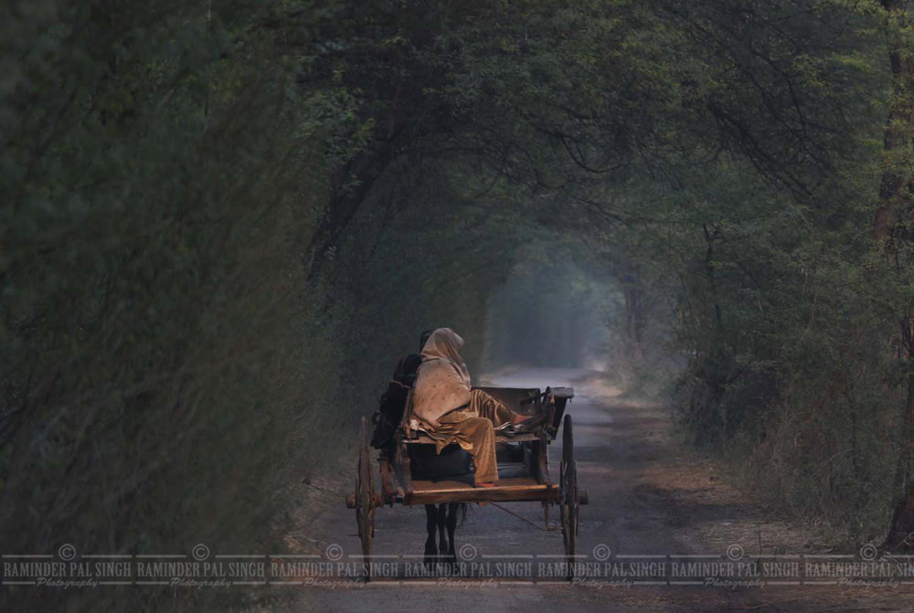 An Indian villager woman wrapped in a shawl sits on the back seat of a horse cart as it passes under a row of trees near village Rajatal