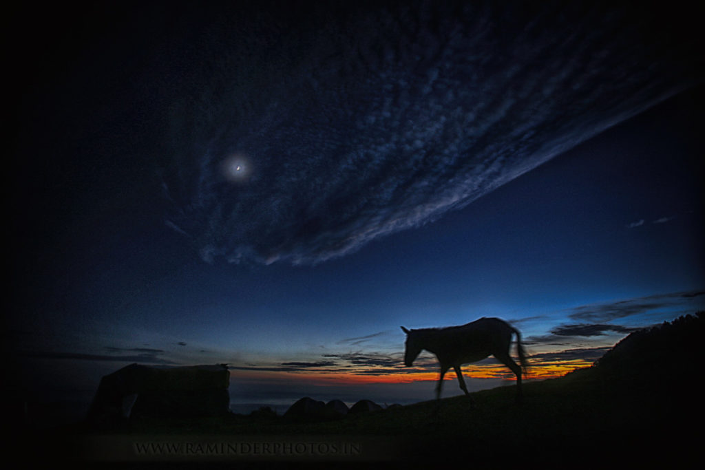 mule in hills and moon in evening sky at Triund, Himachal Pradesh