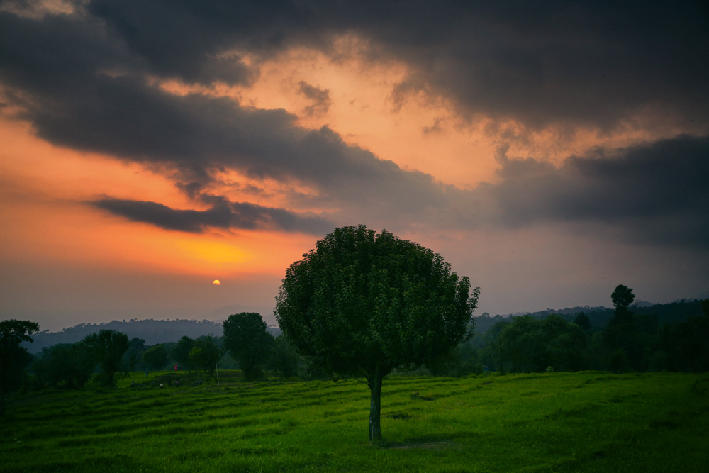 A beautiful sunset landscape with a tree and meadow