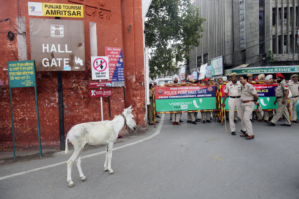 A donkey stands confused in front of a police barricade erected to stop protestors