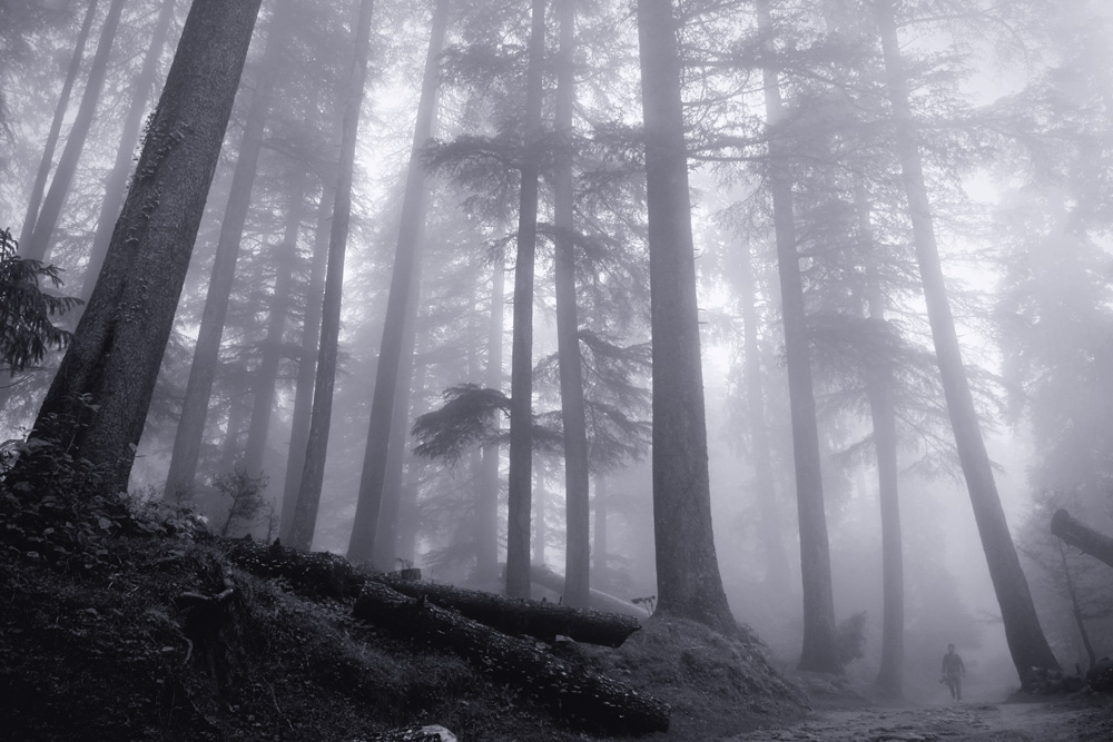 A man walks in foggy Kalatop forest reserve near Dalhousie