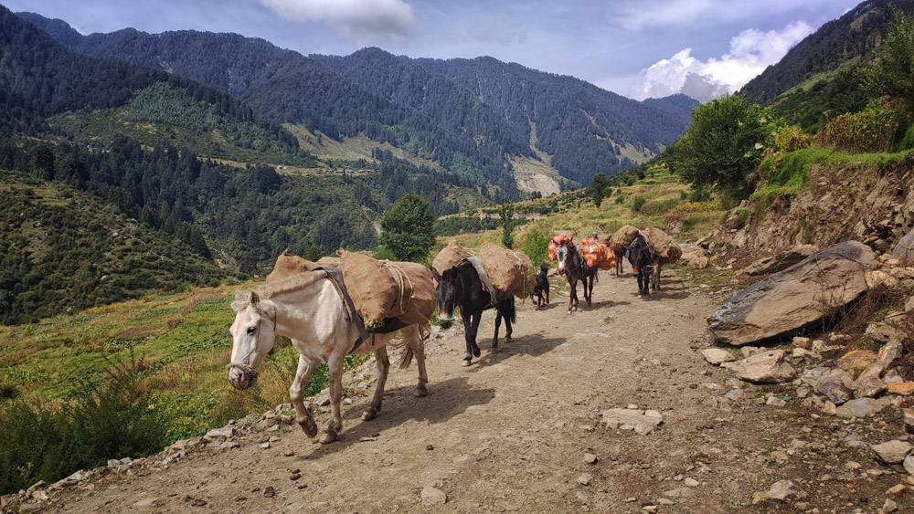 Mules carry essential commodities in Himachal Pradesh
