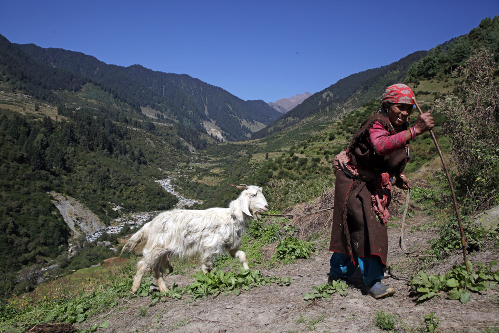 An old woman grazes her goats in hills of Himachal Pradesh